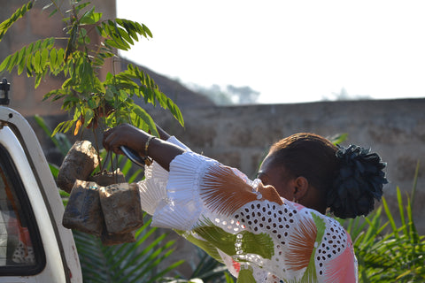 Togo Gets An Agricultural Reboot - Reforestation Project