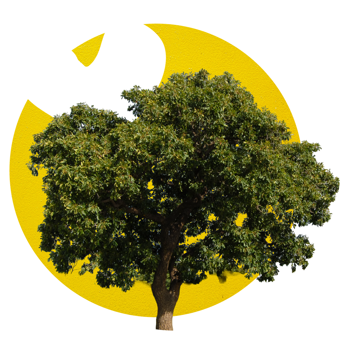 A tall green shea tree on a yellow circle.
